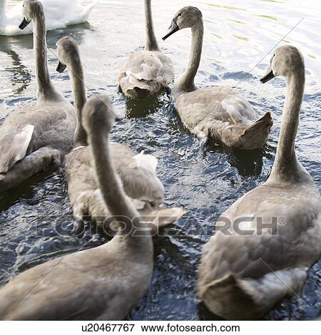 Stock Photo - A group of young Mute Swans (Cygnus olor). Fotosearch
