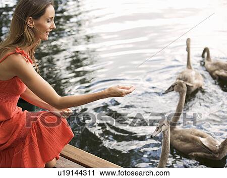 Stock Image - Young woman feeding swans. Fotosearch