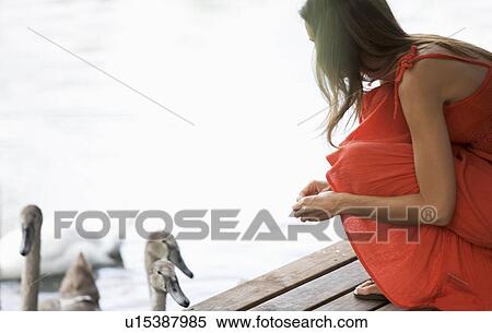 Young woman feeding swans View Large Photo Image Stock Photography - Young woman feeding swans. Fotosearch