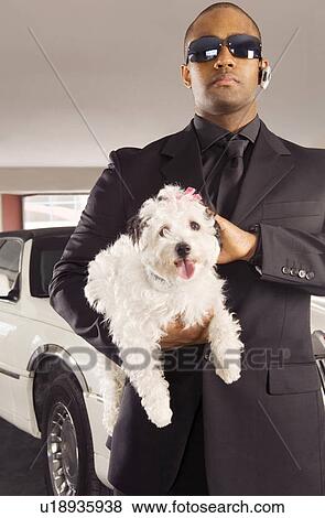 A chauffer holding his boss's pet dog View Large Photo Image Stock Photo - A chauffer holding his boss's pet dog. Fotosearch