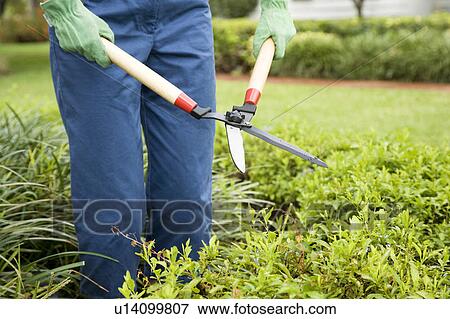 cropped image of person gardening with shears View Large Photo Image Stock Photo - cropped image of person gardening with shears. Fotosearch