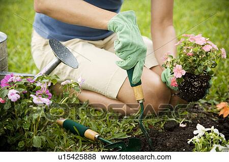 cropped image of woman gardening View Large Photo Image Stock Photo - cropped image of woman gardening. Fotosearch