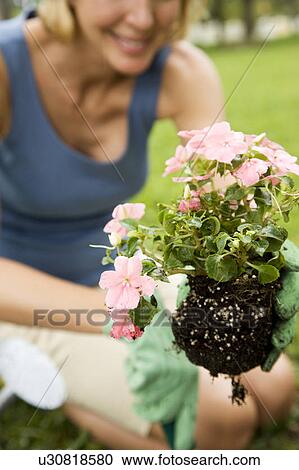 cropped image woman planting new plant View Large Photo Image Stock Image - cropped image woman planting new plant. Fotosearch