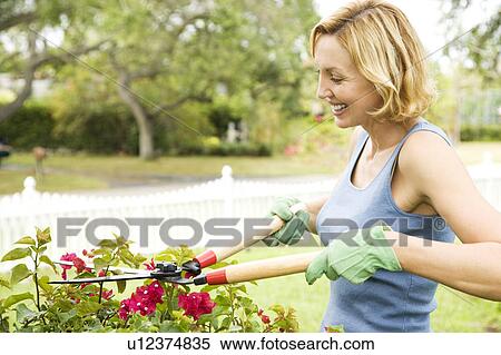 Stock Photography - woman pruning plant with garden shears. Fotosearch