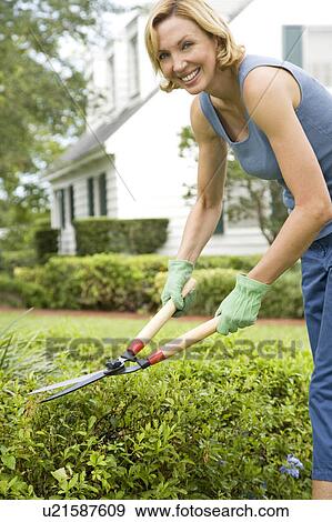 woman pruning with garden shears View Large Photo Image Stock Photo - woman pruning with garden shears. Fotosearch