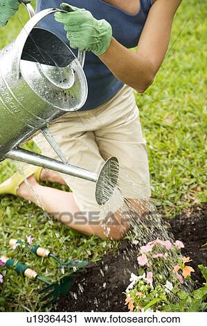 woman watering plant in flowerbed View Large Photo Image Stock Image - woman watering plant in flowerbed. Fotosearch
