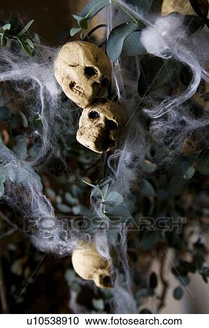 Hallowe'en decorations - skulls and cobwebs View Large Photo Image Stock Image - Hallowe'en decorations - skulls and cobwebs. Fotosearch