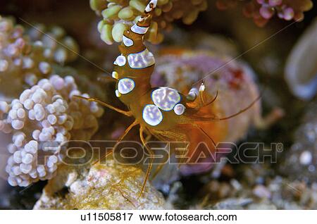 Stock Photo - Bali, Cleaner Shrimp. Fotosearch