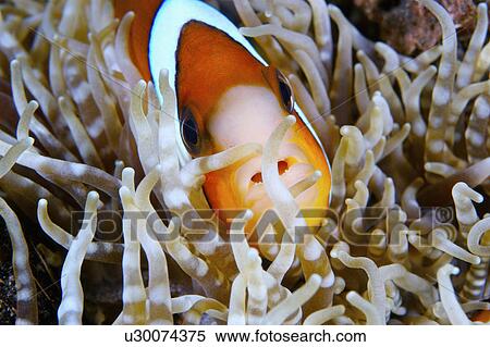 Bali, Clown Fish View Large Photo Image Stock Photography - Bali, Clown Fish. Fotosearch