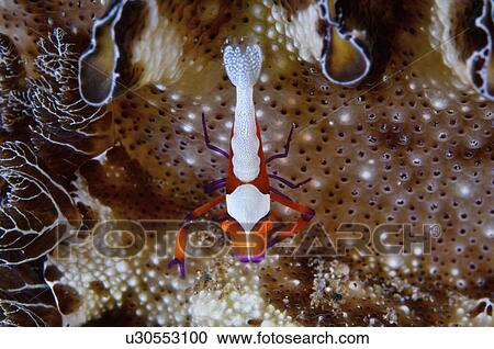 Bali, Emperor Shrimp View Large Photo Image Stock Image - Bali, Emperor Shrimp. Fotosearch