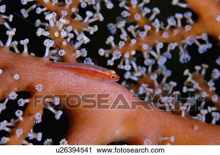 Stock Image - Bali, Goby Fish. Fotosearch