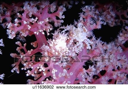 Stock Image - Bali, Hermit crab. Fotosearch
