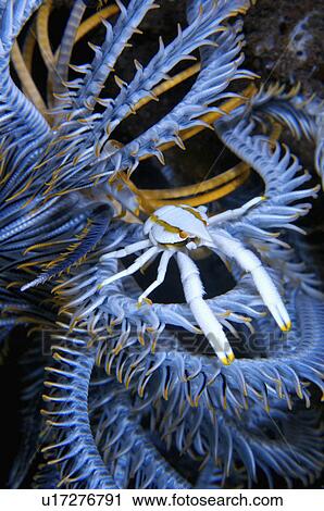 Stock Image - Bali, Hermit crab. Fotosearch