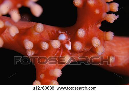 Stock Photo - Bali, Hermit crab. Fotosearch