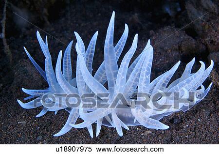 Bali, Nudibranch View Large Photo Image Stock Photography - Bali, Nudibranch. Fotosearch
