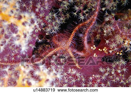 Indonesia, Basket Starfish View Large Photo Image Stock Photo - Indonesia, Basket Starfish. Fotosearch