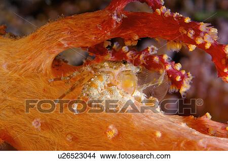 Picture - Indonesia, Cleaner Crab. Fotosearch