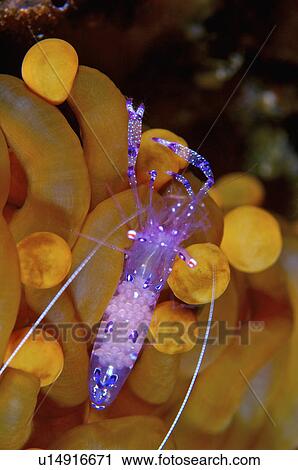 Stock Image - Indonesia, Cleaner Shrimp. Fotosearch