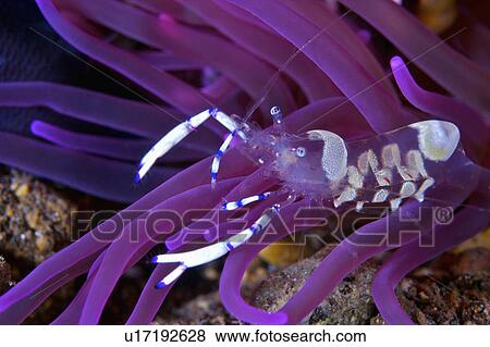 Stock Photo - Indonesia, Cleaner Shrimp. Fotosearch