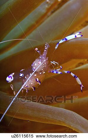 Stock Photography - Indonesia, Cleaner Shrimp. Fotosearch