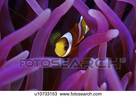 Stock Image - Indonesia, Clown Fish. Fotosearch