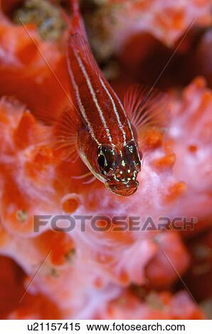 Stock Photography - Indonesia, Goby Fish. Fotosearch