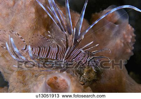 Stock Image - Indonesia, Lionfish. Fotosearch