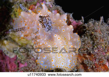 Stock Image - Indonesia, Nudibranch. Fotosearch