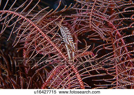 Stock Photography - Indonesia, shrimp in deep sea. Fotosearch