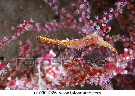 Indonesia, Shrimp View Large Photo Image Stock Photograph - Indonesia, Shrimp. Fotosearch