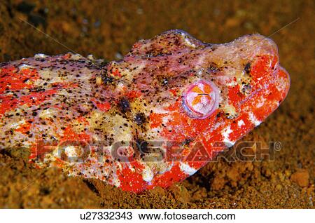 Stock Image - Indonesia, Snake Eel. Fotosearch