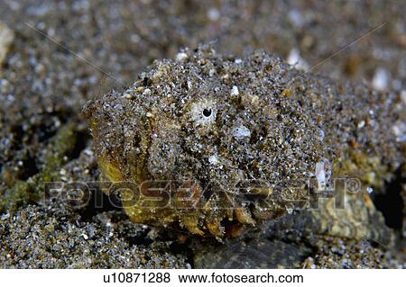 Indonesia, Stonefish View Large Photo Image Stock Photo - Indonesia, Stonefish. Fotosearch