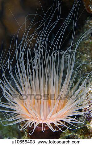 Stock Image - Indonesia, Tube Anemone. Fotosearch