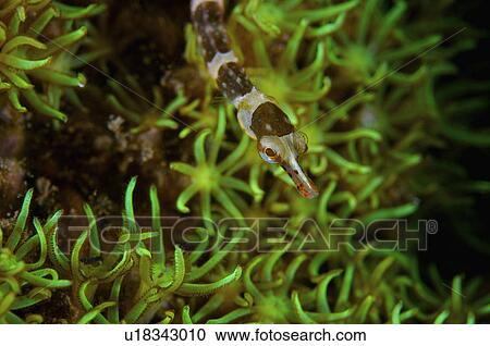 Indonesia, Tube Fish View Large Photo Image Stock Image - Indonesia, Tube Fish. Fotosearch