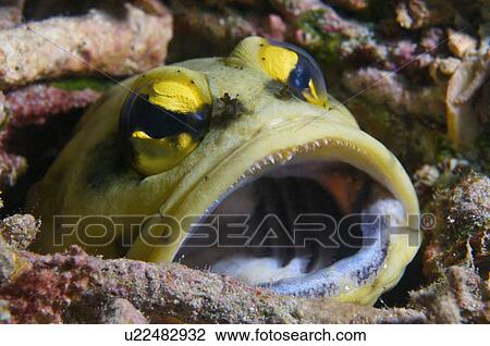Malaysia, Big Mouth Fish View Large Photo Image Stock Image - Malaysia, Big Mouth Fish. Fotosearch