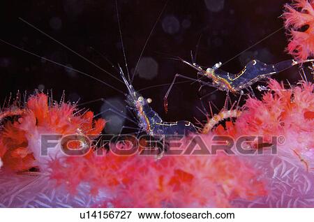 Stock Photo - Malaysia, Cleaner Shrimp. Fotosearch