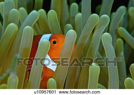 Stock Image - Malaysia, Clown Fish. Fotosearch