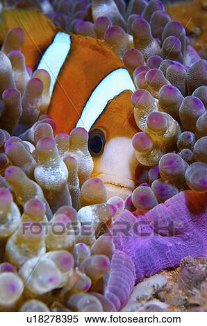 Malaysia, Clown Fish View Large Photo Image Stock Photography - Malaysia, Clown Fish. Fotosearch