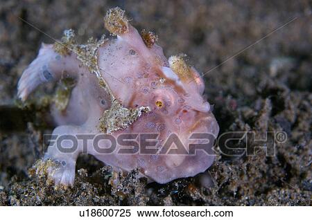 Malaysia, giant salamander View Large Photo Image Stock Photography - Malaysia, giant salamander. Fotosearch