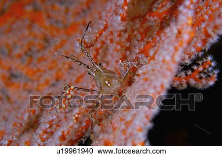 Malaysia, Hermit crab View Large Photo Image Stock Image - Malaysia, Hermit crab. Fotosearch