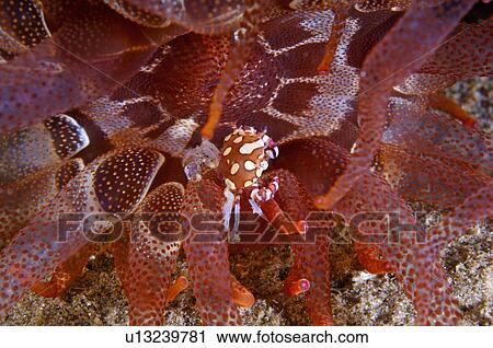 Malaysia, Nudibranch View Large Photo Image Stock Image - Malaysia, Nudibranch. Fotosearch