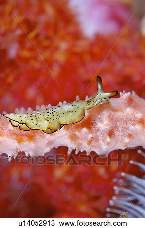 Malaysia, Nudibranch View Large Photo Image Stock Image - Malaysia, Nudibranch. Fotosearch