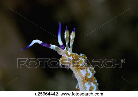 Malaysia, Nudibranch View Large Photo Image Stock Image - Malaysia, Nudibranch. Fotosearch