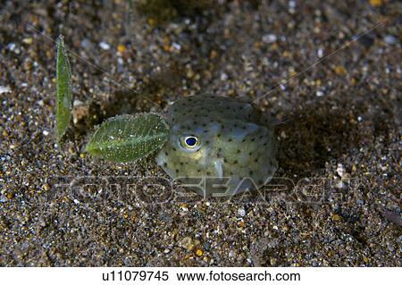 Malaysia, Nudibranch View Large Photo Image Stock Photography - Malaysia, Nudibranch. Fotosearch