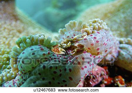 Stock Image - Malaysia, Porcelain Crab. Fotosearch