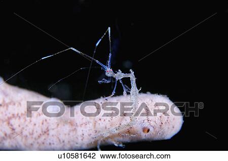 Stock Image - Malaysia, Skeleton Shrimp. Fotosearch