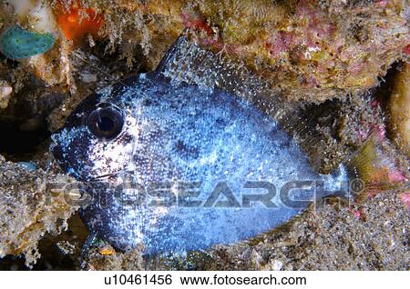 Stock Photograph - Philippines, Bream. Fotosearch