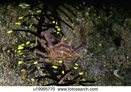 Philippines, Cleaner Crab View Large Photo Image Stock Image - Philippines, Cleaner Crab. Fotosearch