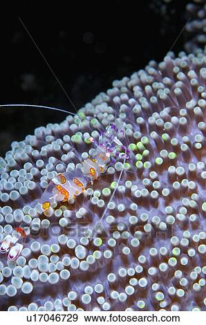 Stock Photo - Philippines, Cleaner Shrimp. Fotosearch