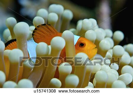 Philippines, Clown Fish View Large Photo Image Stock Photo - Philippines, Clown Fish. Fotosearch